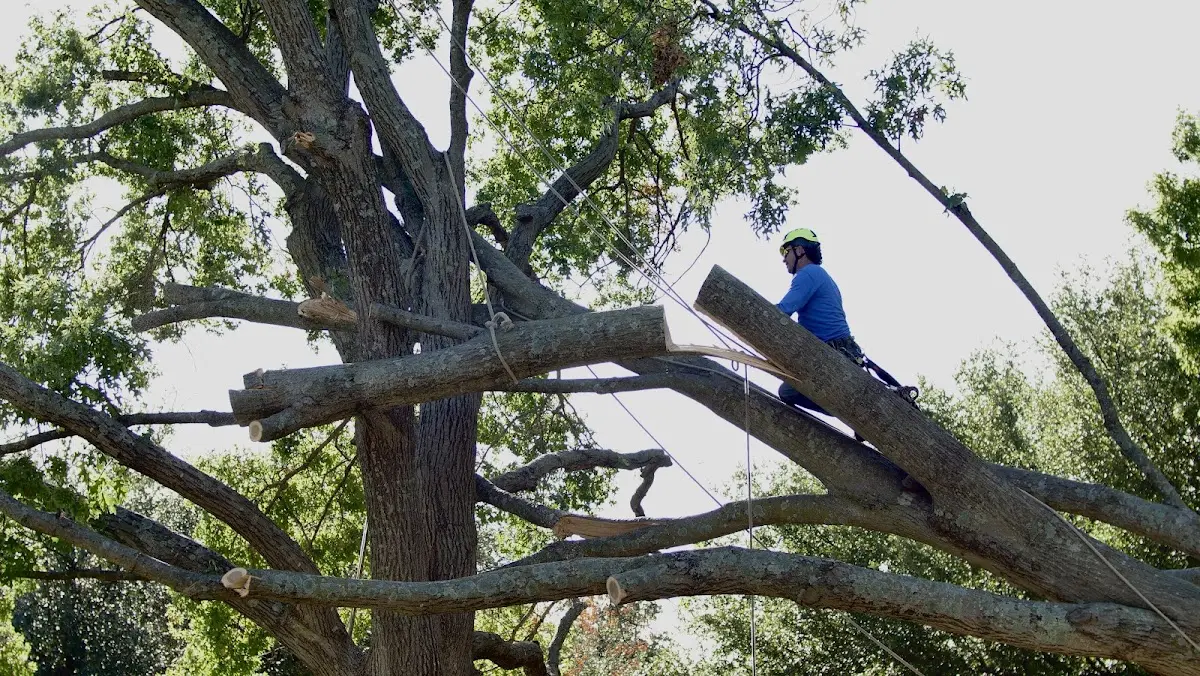 Professional Crown Thinning performed by certified arborists in Great Meadows