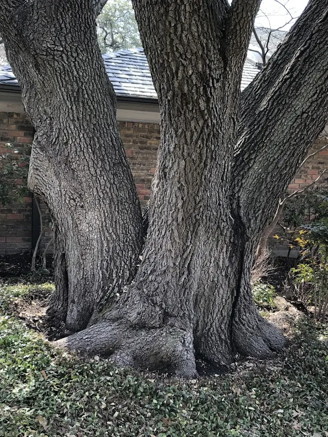 Mature heritage tree close to a Great Meadows property cared for by certified arborists